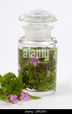 Herb Robert (Geranium robertianum), teinture de bill de crane Banque D'Images