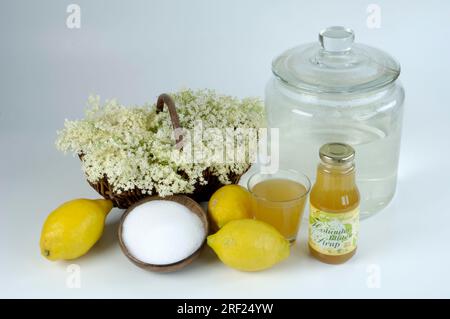 Sureau (Sambucus nigra), production de sirop, sirop de sureau, sucre, citron, fleurs de sureau Banque D'Images