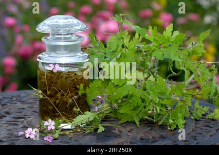 Herb Robert (Geranium robertianum), teinture de bill de crane Banque D'Images