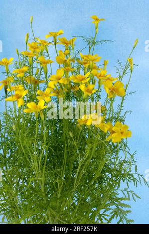 Tagetes aux épices 'Orange GEm' (Tagetes tenuifolia), Tagetes aux épices Banque D'Images