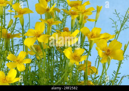 Tagetes aux épices 'Orange GEm' (Tagetes tenuifolia), Tagetes aux épices Banque D'Images