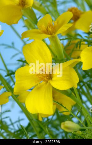 Tagetes aux épices 'Orange GEm' (Tagetes tenuifolia), Tagetes aux épices Banque D'Images