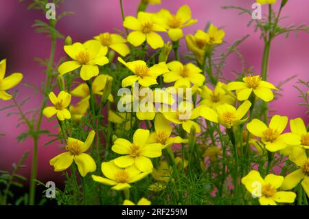 Tagetes aux épices 'Orange GEm' (Tagetes tenuifolia), Tagetes aux épices Banque D'Images