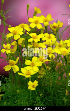 Tagetes aux épices 'Orange GEm' (Tagetes tenuifolia), Tagetes aux épices Banque D'Images