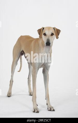 Sloughi, Greyhound arabe, Slughi Banque D'Images