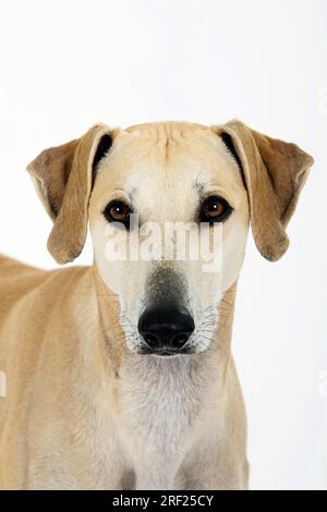 Sloughi, Greyhound arabe, Slughi Banque D'Images