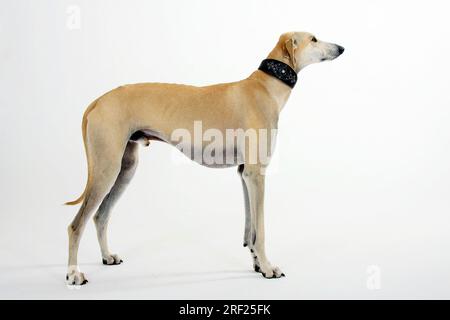 Sloughi, lévrier arabe, Slughi, latéral Banque D'Images