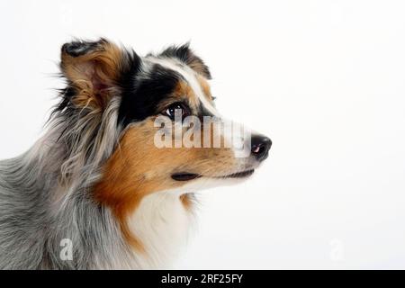 Berger Australien, blue-merle Banque D'Images