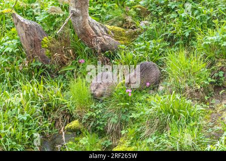 Un couple de castors (Castor fibre) mangeant de la végétation sur la rive de la rivière Ericht près de Blairgowrie, en Écosse. Banque D'Images