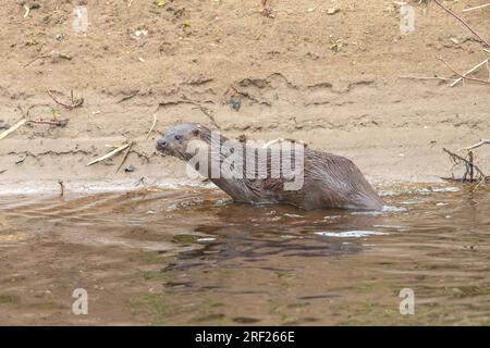 Loutre de chien (Lutra lutra) grimpant sur la rive de la rivière Ericht, près de Blairgowrie Banque D'Images