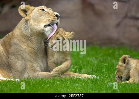 Lions indiens (Panthera leo persica), femelle et jeune, Lion asiatique Banque D'Images