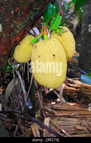 Jackfruits sur Jack-fruit Tree, réserve naturelle de Valle de Mai, île de Praslin, Seychelles, Jack-fruit, Jackfruit (Artocarpus heterophyllus) Banque D'Images