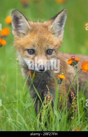 Renard roux (Vulpes vulpes fulva), juvénile Banque D'Images