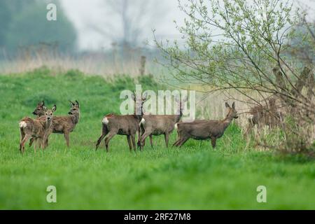 Europe roe deers (Capranolus capranolus) Basse-Saxe, Allemagne Banque D'Images