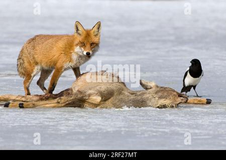 Renard roux (Vulpes vulpes) et pie européenne (Pica pica) sur carcasses de chevreuils, parc national de Mueritz, Mecklembourg-Poméranie occidentale, Allemagne Banque D'Images