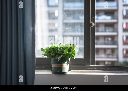 Les fleurs de gardénia placées sur le balcon. Banque D'Images