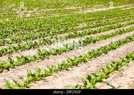 champ agricole où l'on cultive des variétés de betterave sucrière, plantes vertes de betterave sucrière sur des sols fertiles, obtenant une récolte de sug de haute qualité Banque D'Images