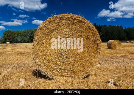 Champ agricole avec des meules de foin après la récolte du seigle, à partir du seigle il y avait des meules de foin dorées de paille de Barbarie, des meules de foin de paille de seigle, gros plan Banque D'Images