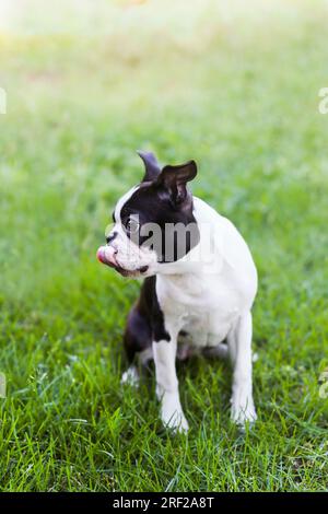 Boston terrier chiot sortant de sa langue assis sur l'herbe Banque D'Images