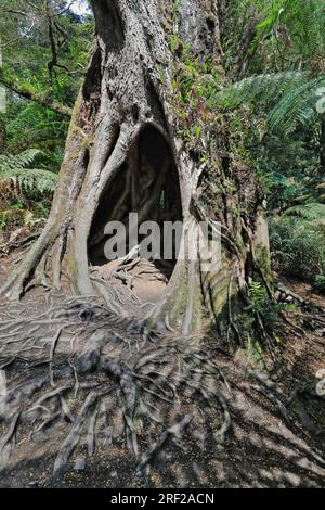 790 hêtre myrte creux couvert de mousse -Nothofagus cunninghamii- sur la promenade dans la forêt tropicale près d'Apollo Bay. Victoria-Australie. Banque D'Images