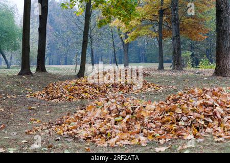 Nettoyage des feuilles tombées en tas lors du nettoyage du territoire dans le parc dans la ville, les feuilles sont tombées et ont commencé à sécher et pourrir, le foliag Banque D'Images