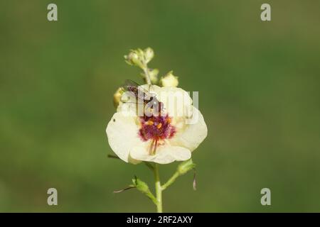 Aéroglisseur mâle Meliscaeva auricollis, famille des aéroglisseurs (Syrphidae) sur fleur de molène, Verbascum 'Dark Eyes', famille des Ranunculaceae. Été, juillet, Banque D'Images