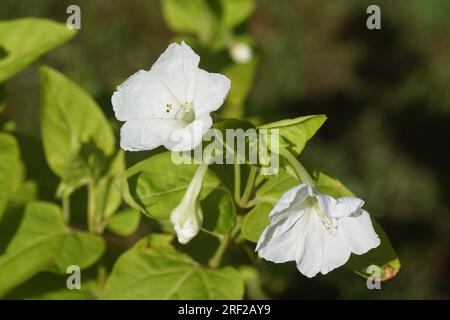 Fleurs blanches ouvertes de merveille du Pérou, fleur de quatre heures (mirabilis jalapa), famille Nyctaginaceae dans un jardin hollandais. Été, juillet Banque D'Images