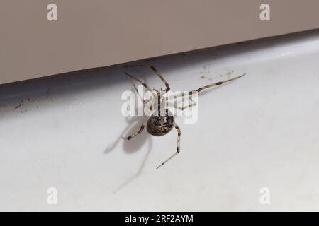 En gros plan araignée de maison commune, araignée de maison américaine (Parasteatoda tepidariorums). Araignées à toile enchevêtrée, araignées à toile d'araignée, araignées à pattes de peigne Banque D'Images