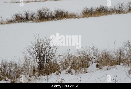 Paysage enneigé dans le parc national de Kushiro Shitsugen. Kushiro. Hokkaido. Japon. Banque D'Images