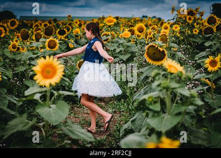 Fille avec des tresses Twirling dans un champ de tournesol Banque D'Images