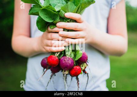 Radis violets et rouges fraîchement cueillis dans le jardin Banque D'Images