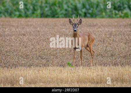 Le chevreuil européen, un buck de couleur orange, debout sur un champ récolté jaune regardant. Plante de culture verte, maïs, sur un horizon en arrière-plan. Banque D'Images