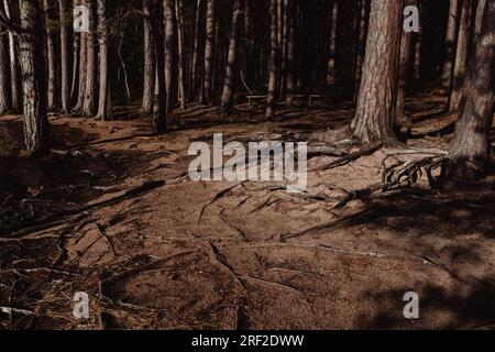 Une clairière pleine de racines au niveau de la surface dans une forêt de conifères Banque D'Images