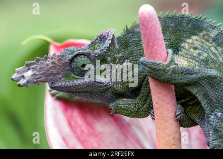 Caméléon voilé sur une branche d'arbre Banque D'Images