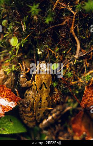 Une grenouille brune se cache dans le feuillage de la forêt Banque D'Images