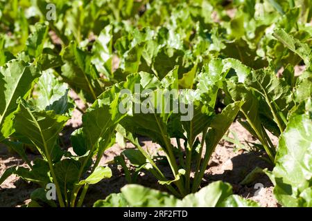 betterave sucrière dans le domaine agricole, l'agriculture comme type d'activité et d'entreprise, sélection de haute qualité de variétés de betteraves sucrières pour obtenir le lar Banque D'Images