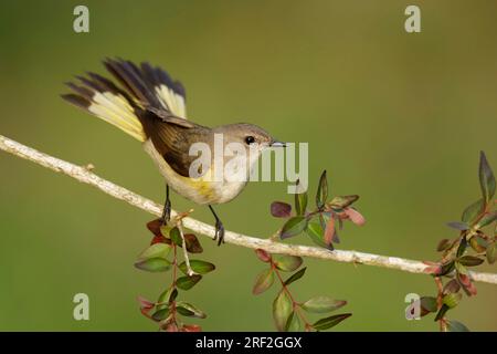 redstart américaine (Setophaga ruticilla), femelle adulte perchée sur une branche, USA, Texas Banque D'Images