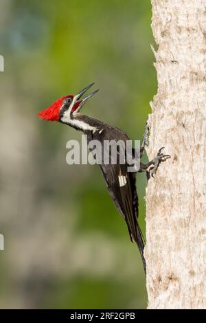 Pic pileé (Dryocopus pileatus), mâle adulte contre un arbre, Calling, USA, Floride Banque D'Images