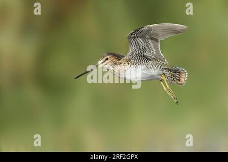 Wilson's Snipe (Gallinago delicata), adulte en vol, USA, Dakota du Nord Banque D'Images