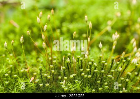 Star Moss, Haircap Moss, Hair Moss (Polytrichum formosum, Polytrichum attenuatum), sur sol forestier avec capsules et périthèces, Allemagne Banque D'Images