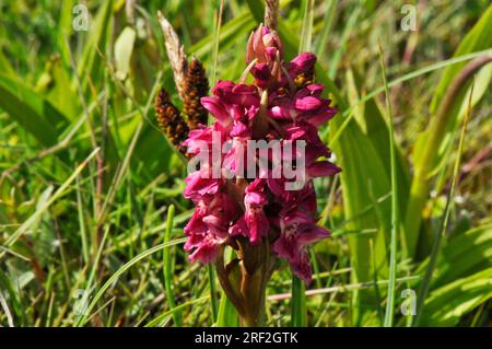 Orchidée des marais, dunes marécageuses de Dactylorhiza coccinea, mai et juin, Braunton Burrows, Devon, Royaume-Uni Banque D'Images