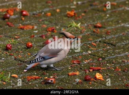 Waxwing japonais (Bombycilla japonica), assis sur le sol, pays-Bas Banque D'Images