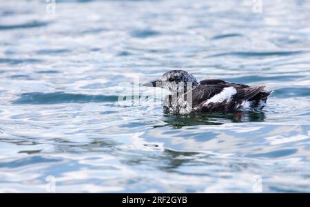 guillemot noir (Cepphus grylle), natation, en plumage hivernal, pays-Bas, Texel Banque D'Images