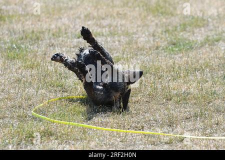 Teckel à poil, chien saucisse à poil, chien domestique (Canis lupus F. familiaris), mâle roulant dans un pré après le bain, vue arrière Banque D'Images