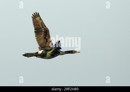 Cormoran pélagique, Cormoran de Baird (Phalacrocorax pelagicus), adulte en vol de plumage reproducteur, États-Unis, Alaska, péninsule de Seward Banque D'Images