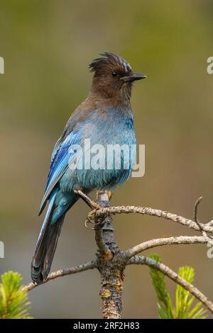 Steller's jay (Cyanocitta stelleri), adulte perché sur une branche, USA, Californie Banque D'Images