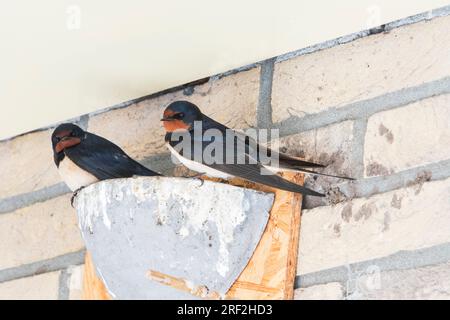 Hirondelle de grange (Hirundo rustica), deux hirondelles de grange sur le nid, pays-Bas, Frise Banque D'Images