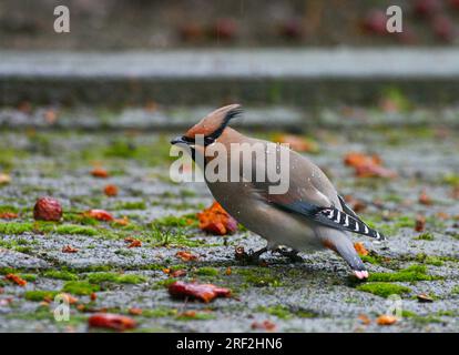 Waxing japonais (Bombycilla japonica), mâle adulte sous la pluie, pays-Bas, Wageningen Banque D'Images
