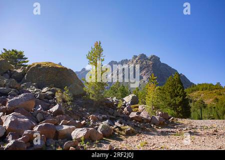 Pin Corse, pin noir Corse (Pinus nigra subsp. laricio, Pinus nigra laricio), Vallée de l'Asco et Monte Cinto, France, Corse Banque D'Images