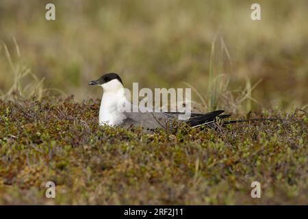 skua à longue queue (Stercorarius longicaudus), adulte se reproduisant sur la toundra, États-Unis, Alaska, péninsule de Seward Banque D'Images